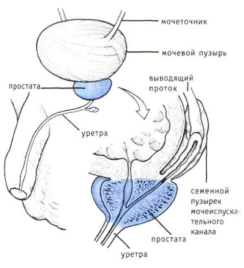 расположение простаты