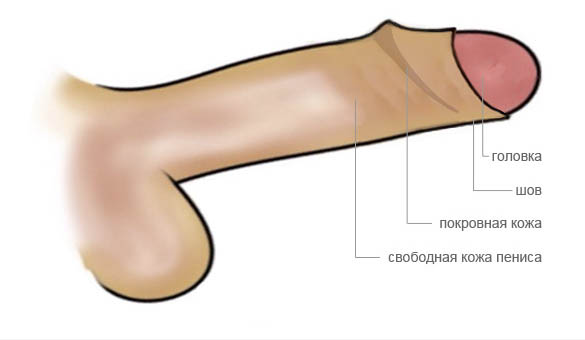 Cхема обрезания: пенис после частичного обрезания крайней плоти